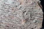 Sigillaria sp. BRONGNIART 1822 - Bild &copy; FossNet FossilienStore